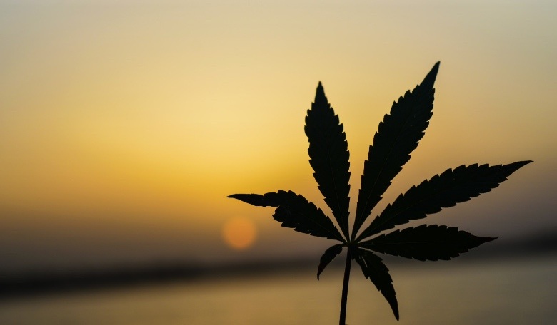 Légalisation du cannabis en Croatie : détails sur le projet de loi 