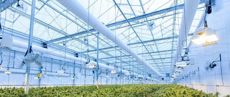La serre est l'environnement idéal pour pratiquer la culture aéroponique