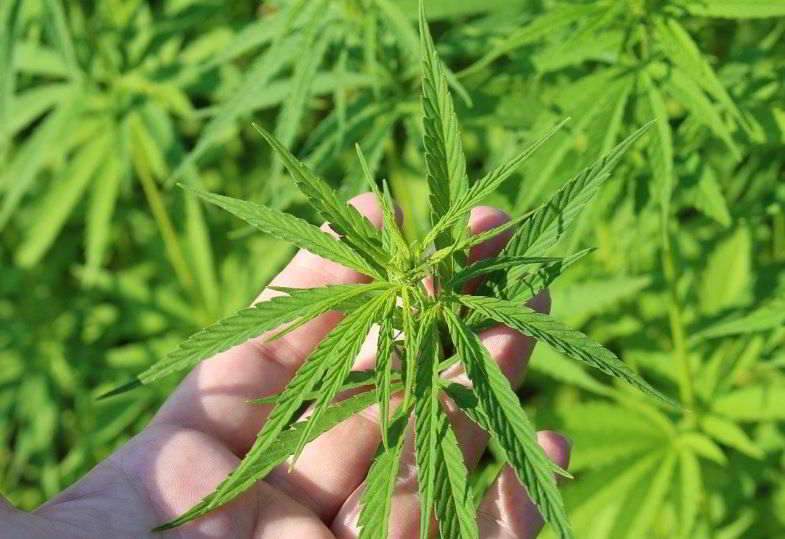 Quelle est l'importance des enzymes dans la plante de cannabis ?