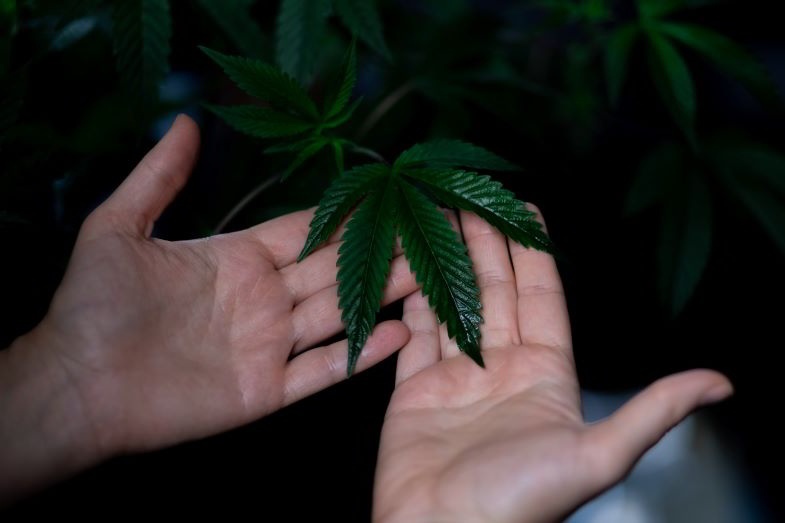 La marijuana et l'automobile sont des réalités