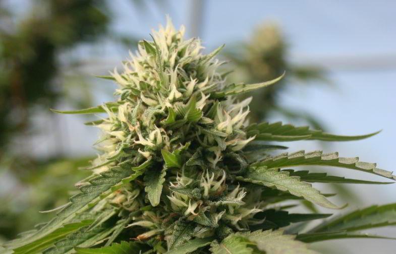 Comment obtenir un bourgeon de cannabis complet
