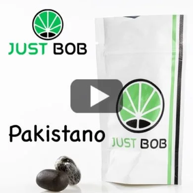 hash-cbd-pakistano-haute-teneur-en-CBD