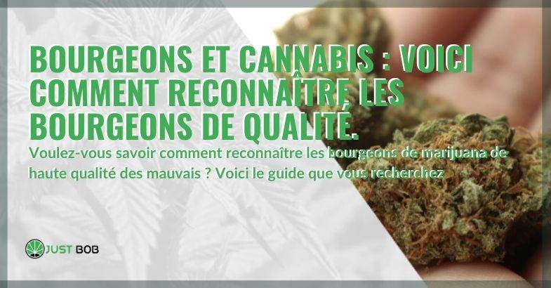 Guide pour reconnaître les têtes de cannabis de qualité