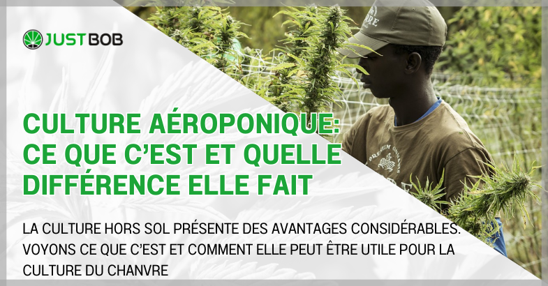 Culture aéroponique: ce que c’est et quelle différence elle fait
