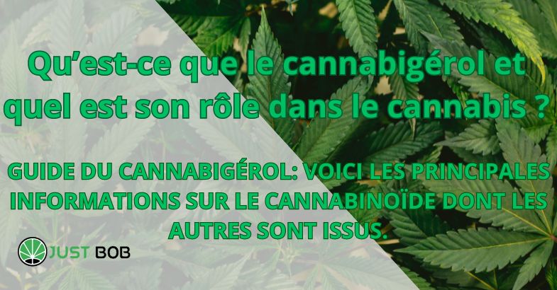 Qu’est-ce que le cannabigérol et quel est son rôle dans le cannabis ?