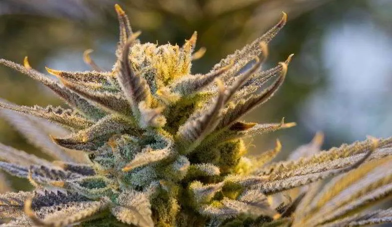 Haut-de-chanvre-avec-trichomes-murs Haut de chanvre avec trichomes murs
