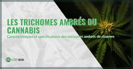 Clarification sur les trichomes ambrés du cannabis