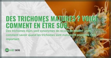 Comment comprendre quand les trichomes atteignent le bon degré de maturité