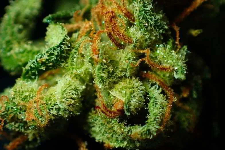 inflorescence-avec-petits-trichomes-murs Les inflorescences avec petits trichomes murs