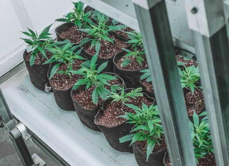 Pots en tissu pour oxygéner les racines de cannabis