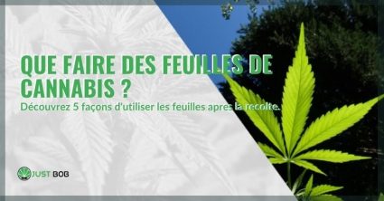 Voici comment replier les feuilles de cannabis restantes du traitement