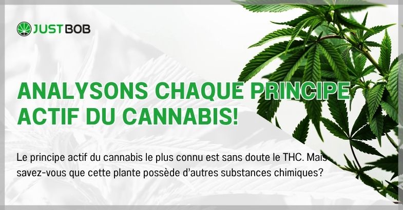 Analysons chaque principe actif du cannabis!