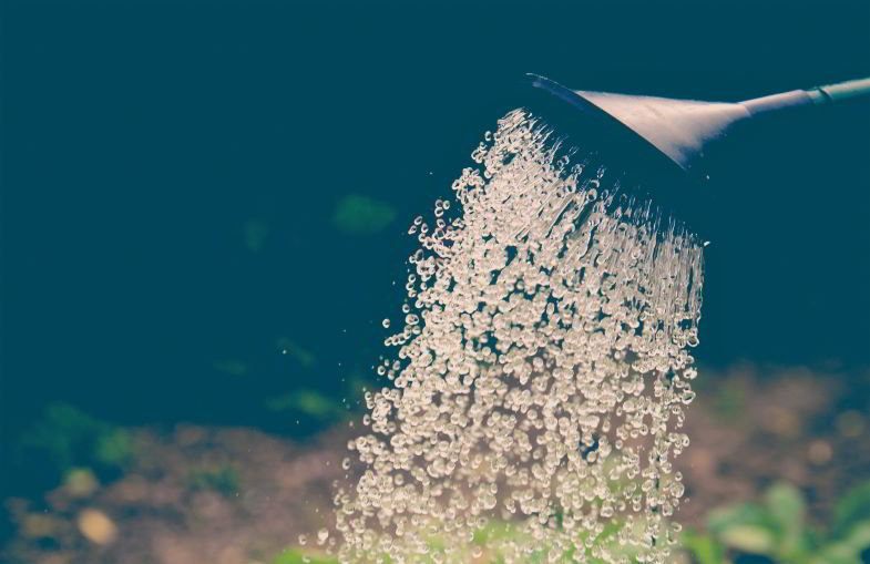 Irrigation différente pour les trichomes qui ne mûrissent pas