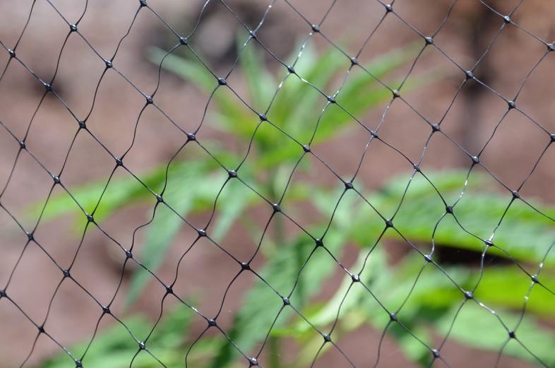 Interdiction du cannabis
