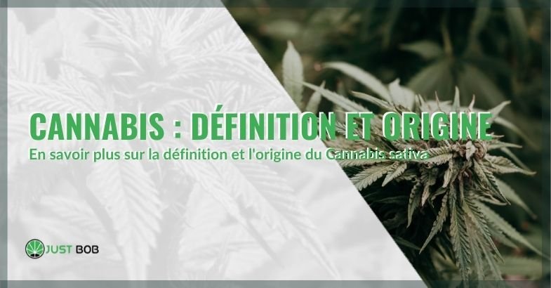Cannabis sativa : analyse approfondie de sa définition et de son origine