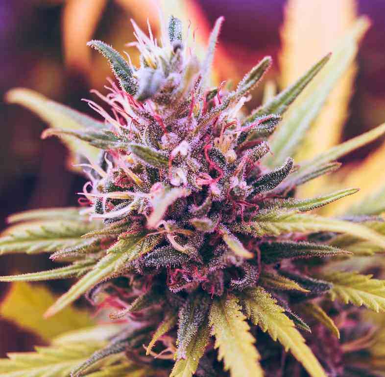Les fleurs de cannabis sont les plus utiles pour soulager les nausées