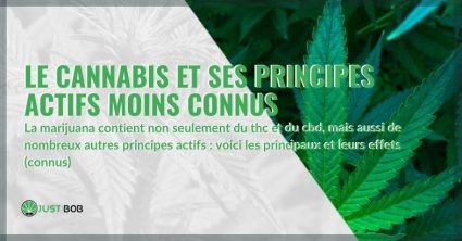 Les principes actifs moins connus du cannabis et leurs effets