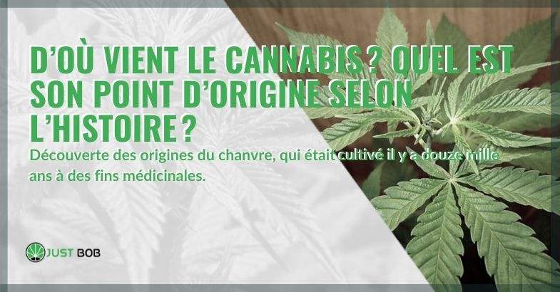 Origines du cannabis : déjà cultivé il y a douze mille ans à des fins médicales