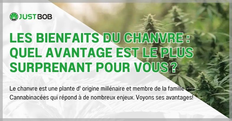 Les bienfaits du chanvre : quel avantage est le plus surprenant pour vous ?