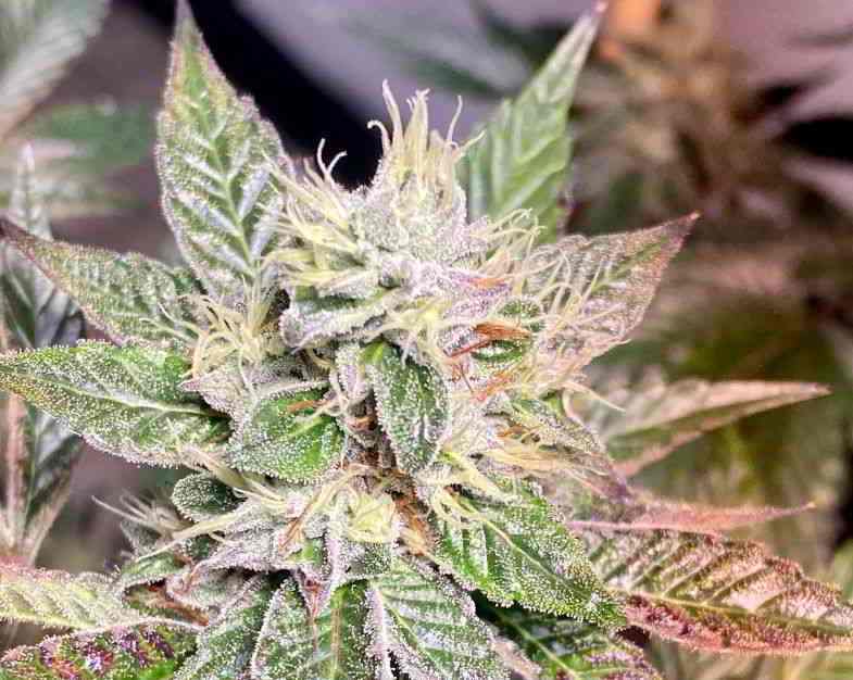 Plante à partir de laquelle extraire la résine de cannabis
