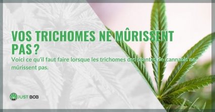 Comment identifier les causes et que faire lorsque les trichomes ne mûrissent pas