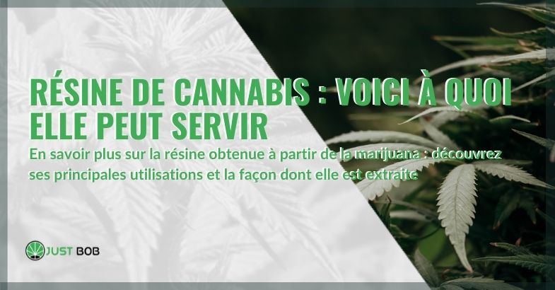 Voici à quoi sert la résine de marijuana et comment elle est extraite