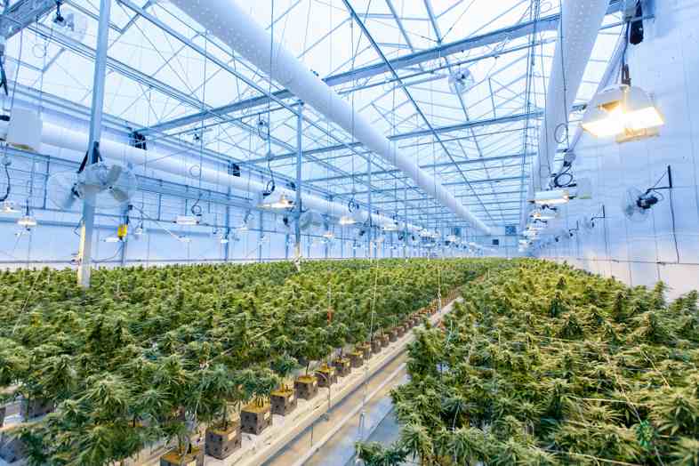 Culture de cannabis CBD