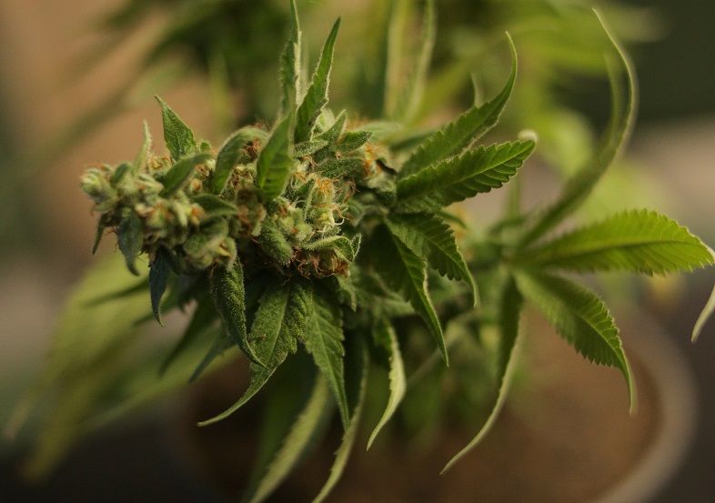 L'interdiction de vente de fleurs de cannabis CBD en France a été levée