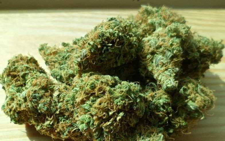 Bourgeons de marijuana