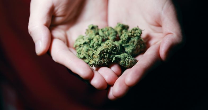 Bourgeons de cannabis dans mes mains