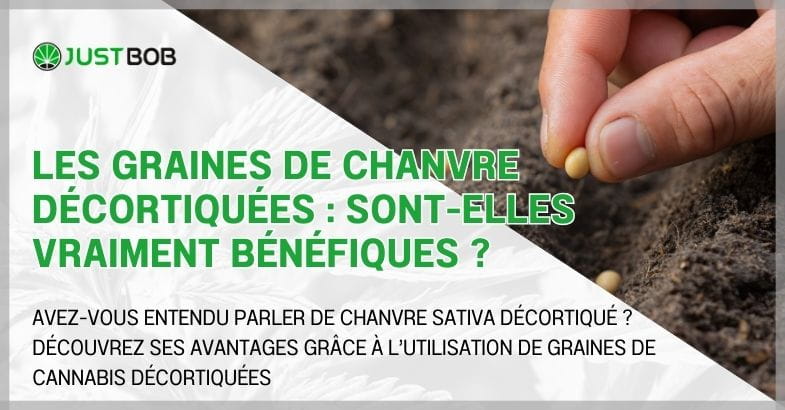 Les graines de chanvre décortiquées