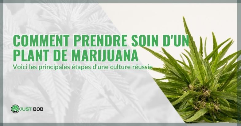 Les principales étapes du traitement d'un plant de marijuana