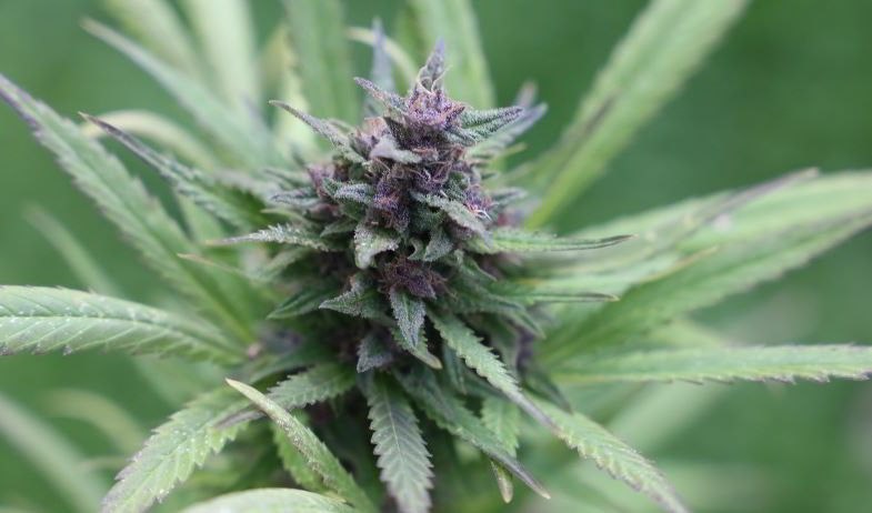 Marijuana