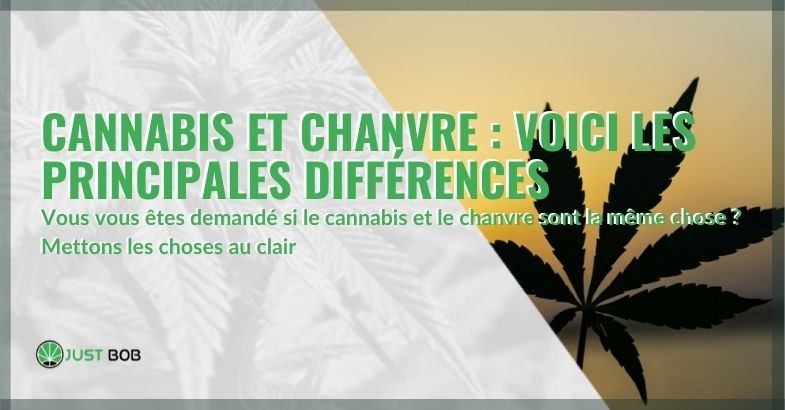 Principales différences entre le cannabis et le chanvre