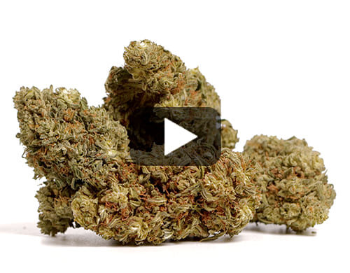 Aperçu vidéo des Fleurs CBD AK47 CBD BOOST de Canapa Light avec des nuances de vert et de marron