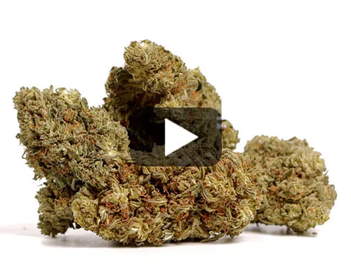 Aperçu vidéo des Fleurs CBD AK47 CBD BOOST de Canapa Light avec des nuances de vert et de marron