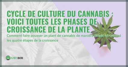 Le cycle de croissance de la plante de cannabis