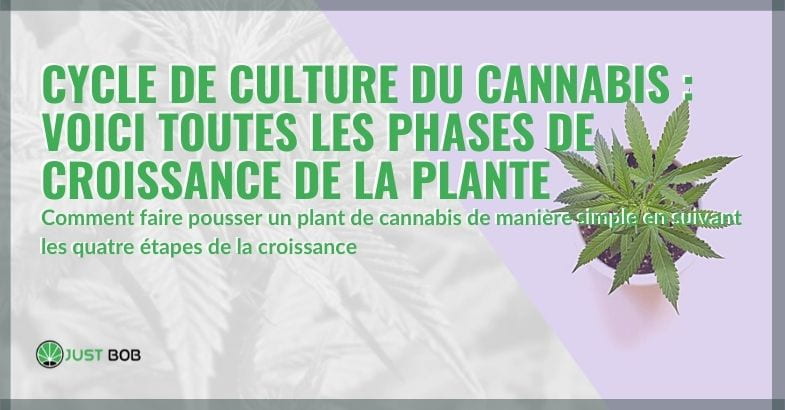 Le cycle de croissance de la plante de cannabis