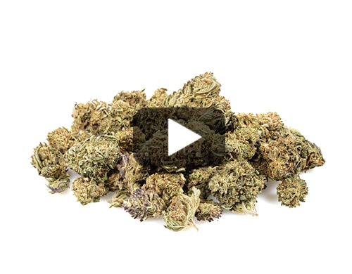 cbd-france-california-small