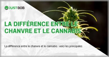 La différence entre le chanvre et le cannabis