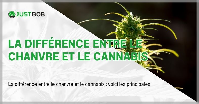La différence entre le chanvre et le cannabis