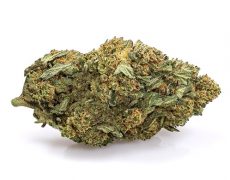 fleur de white widow cannabis CBD