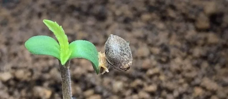 Graine de cannabis germée avec radicule blanche et premiers cotylédons verts sortant du substrat humide en phase de germination initiale