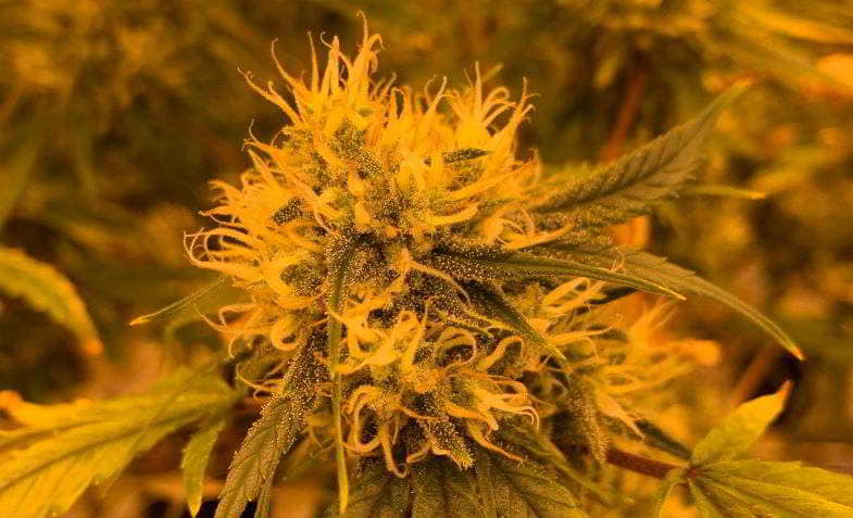 Le cannabis en phase de floraison