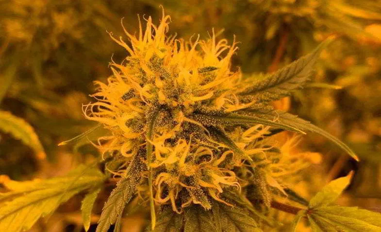 Plante de cannabis en pleine floraison avec bourgeon central formé aux pistils oranges et feuilles palmées en culture sous éclairage contrôlé