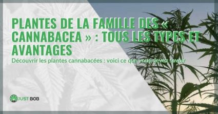 Types et avantages des plantes cannabacées