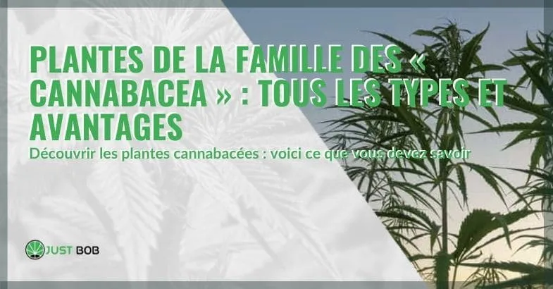 types-et-avantages-des-plantes-cannabacées Types et avantages des plantes cannabacées