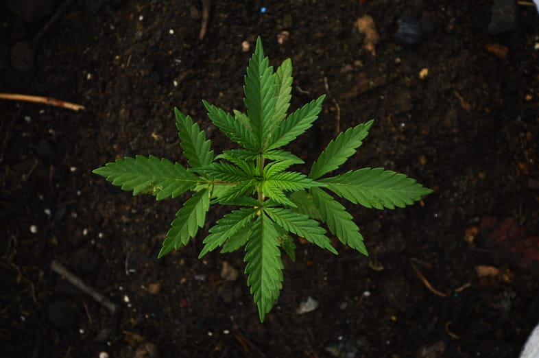 Le premier musée du cannabis au monde se trouvait à Amsterdam.