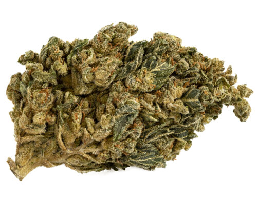 cannabis cbd de la varieté HQ cbd boost