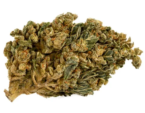 cannabis cbd de la varieté HQ cbd boost